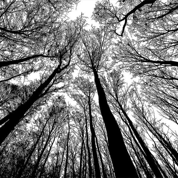 Tapeta černobílé koruny stromů Tapeta černobílé koruny stromů