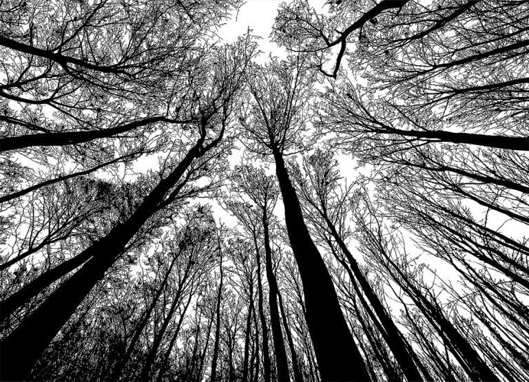 Tapeta černobílé koruny stromů Tapeta černobílé koruny stromů