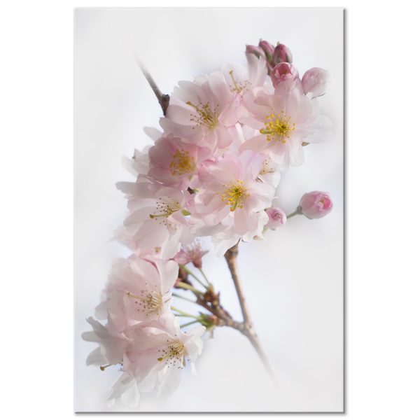 Obraz – Spring in Japan (1 Part) Vertical Obraz – Spring in Japan (1 Part) Vertical