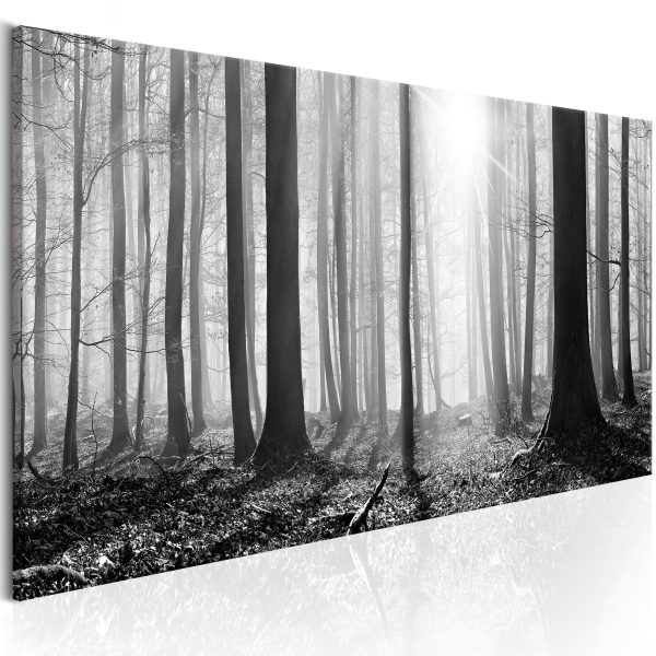 Obraz – Black and White Forest Obraz – Black and White Forest