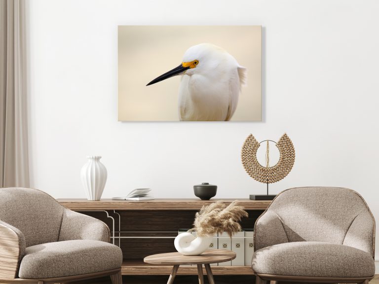 Obraz – Snowy Egret (1 Part) Wide Obraz – Snowy Egret (1 Part) Wide