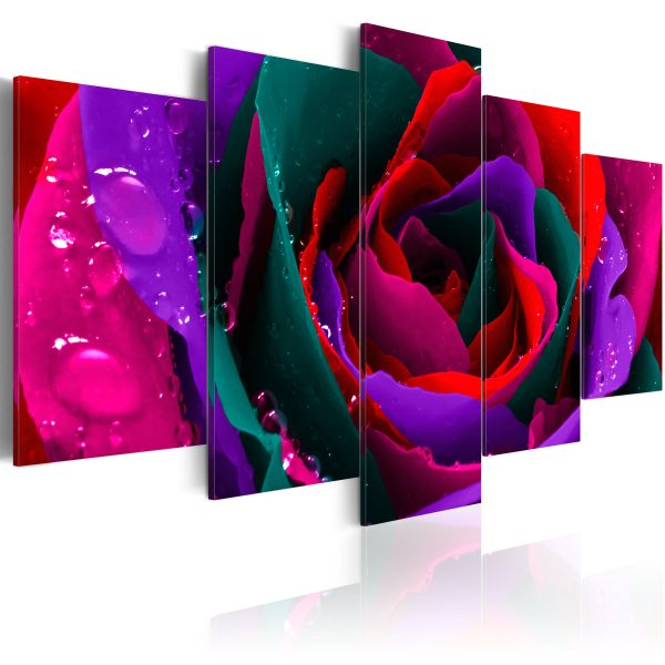 Obraz – Multicoloured rose Obraz – Multicoloured rose