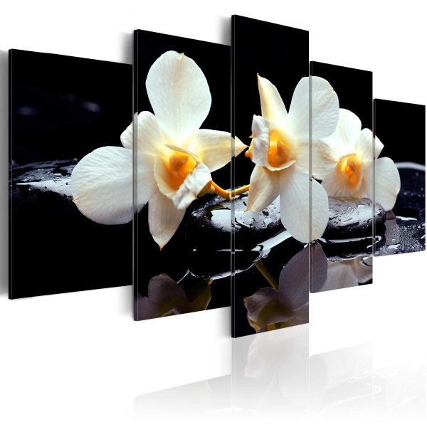 Obraz – Orchids on a black background Obraz – Orchids on a black background
