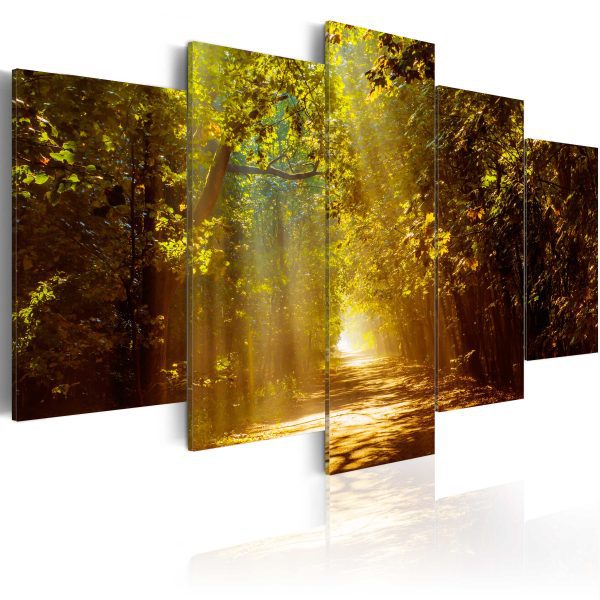 Obraz – Forest in the Sunlight Obraz – Forest in the Sunlight