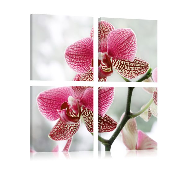 Obraz – Fancy orchid Obraz – Fancy orchid