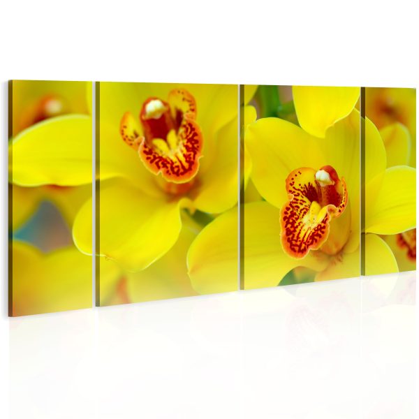 Obraz – Orchids – intensity of yellow color Obraz – Orchids – intensity of yellow color
