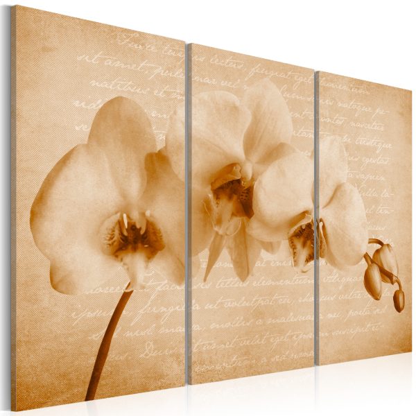 Obraz – Orchidea a dřevo Obraz – Orchidea a dřevo