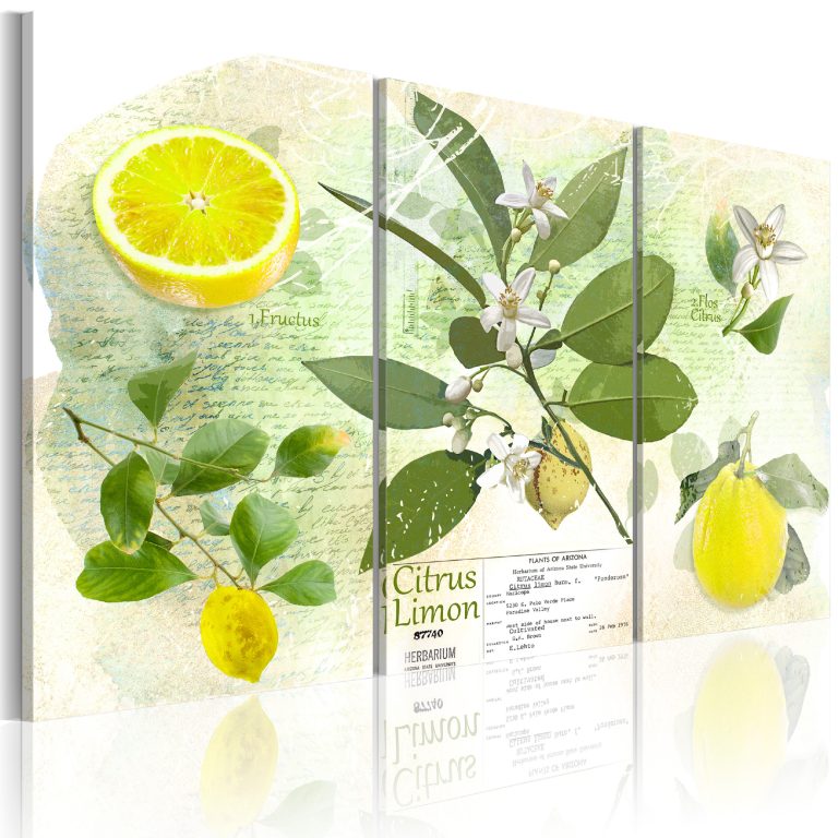 Obraz – Fruit: lemon Obraz – Fruit: lemon