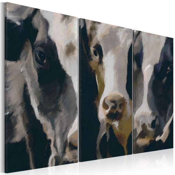 Obraz – Piebald cow Obraz – Piebald cow
