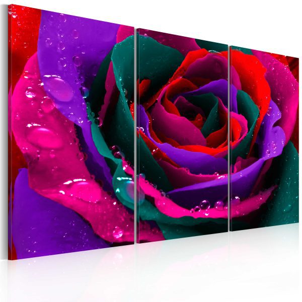 Obraz – Rainbow-hued rose Obraz – Rainbow-hued rose
