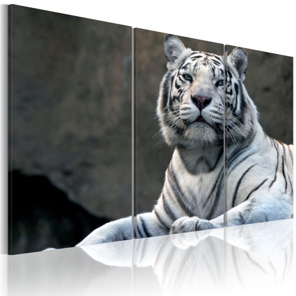 Obraz – Bílý tygr Obraz – Bílý tygr