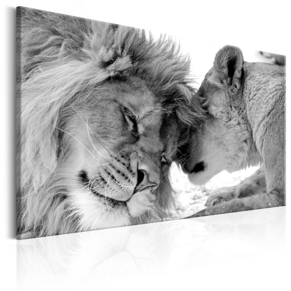 Obraz – Lion’s Love Obraz – Lion’s Love