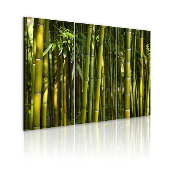 Obraz – Tropická zeleň bambusů Obraz – Tropická zeleň bambusů