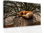 Obraz – Spící liška SKLAD Obraz – Spící liška SKLAD