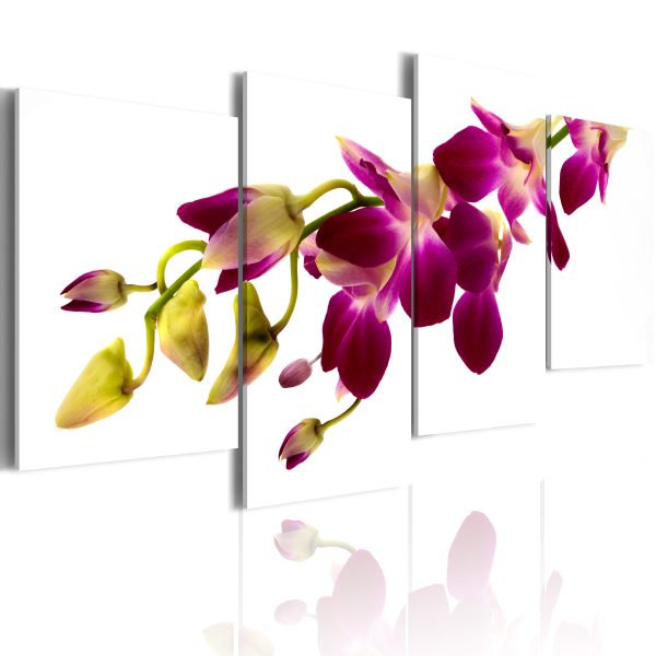 Obraz – Orchid’s glow Obraz – Orchid’s glow