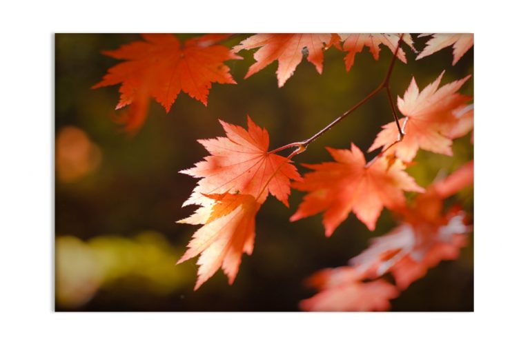 Kouzlo podzimního listu Kouzlo podzimního listu