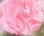 Malovaný obraz – růžové květy Malovaný obraz – růžové květy