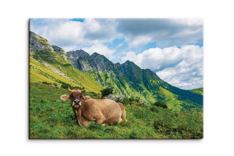 Obraz Alpská kráva Obraz Alpská kráva