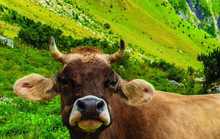 Obraz Alpská kráva Obraz Alpská kráva
