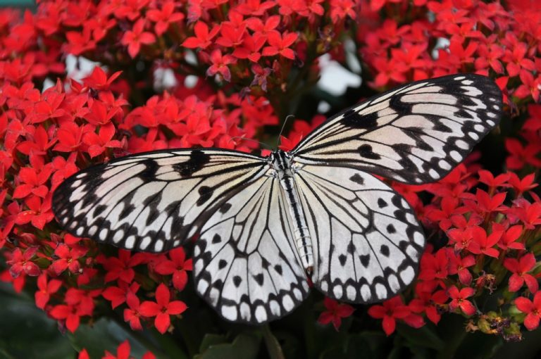 Obraz – Černobílý motýl Obraz – Černobílý motýl