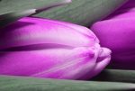 Obraz – fialové tulipány Obraz – fialové tulipány