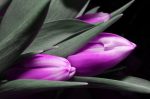 Obraz – fialové tulipány Obraz – fialové tulipány