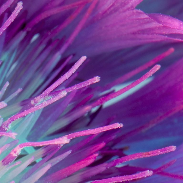 Obraz fialový květ Obraz fialový květ