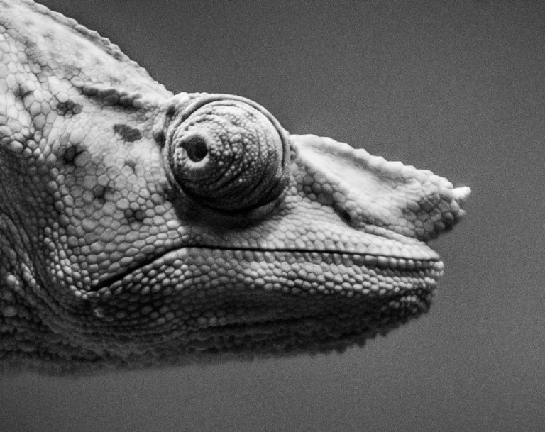 Obraz – chameleon Obraz – chameleon