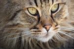Obraz – Kočičí oči Obraz – Kočičí oči