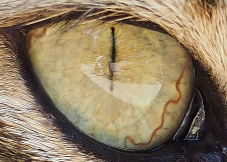 Obraz – Kočičí oči Obraz – Kočičí oči