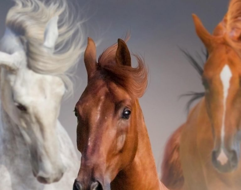 Obraz krása koní Obraz krása koní