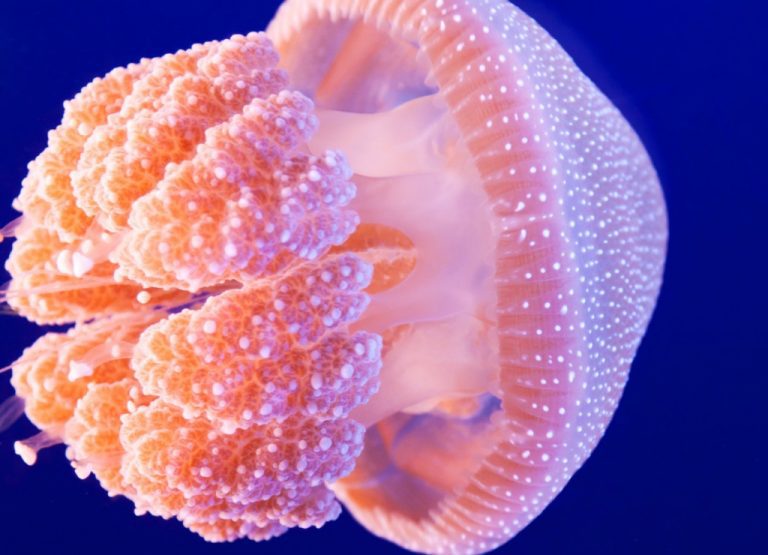 Obraz – medúza Obraz – medúza