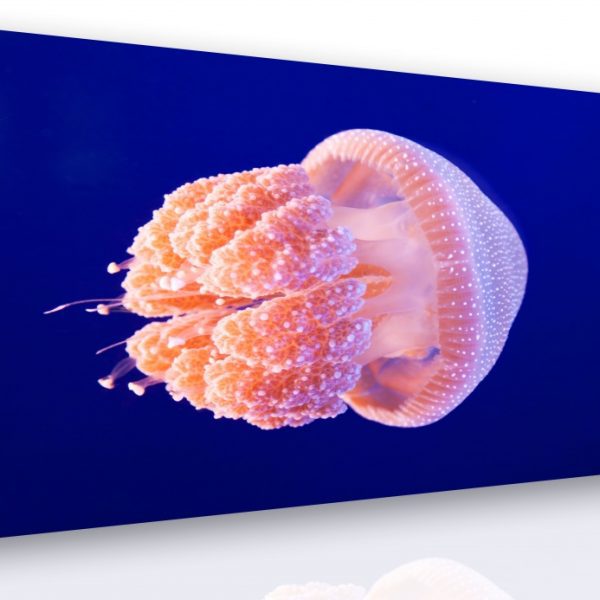Obraz – medúza Obraz – medúza