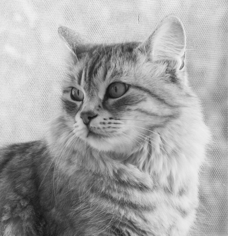 Obraz na plátně Kočka Obraz na plátně Kočka
