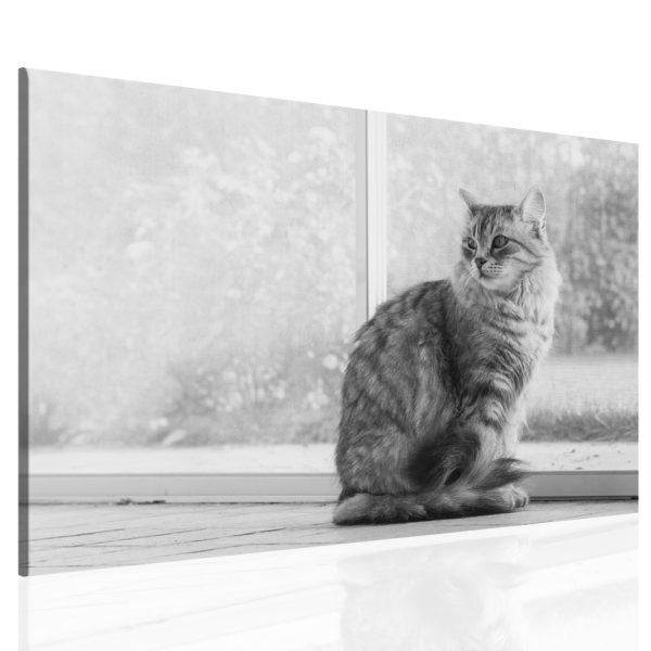 Obraz na plátně Kočka Obraz na plátně Kočka