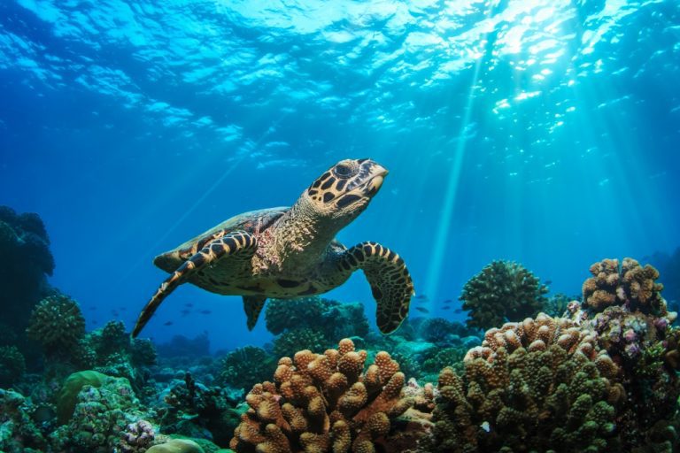 Obraz na stěnu – mořská želva Obraz na stěnu – mořská želva