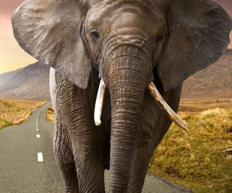 Obraz na stěnu – slon v krajině Obraz na stěnu – slon v krajině