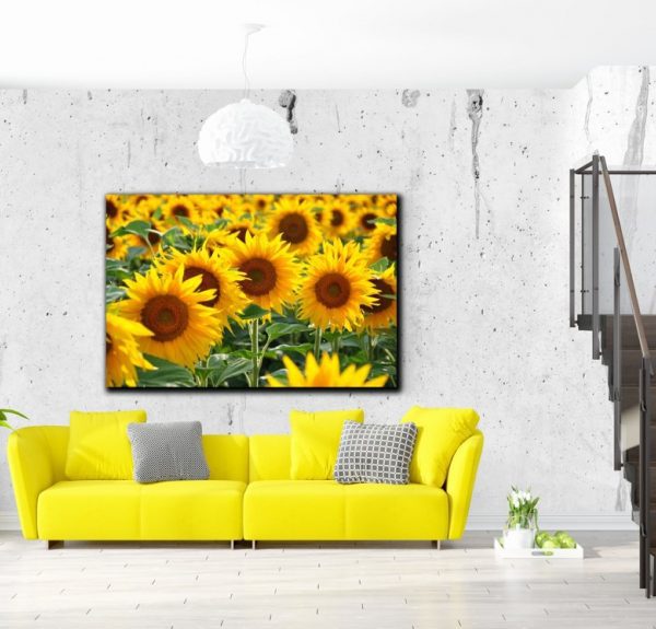 Obraz na stěnu – slunečnice Obraz na stěnu – slunečnice