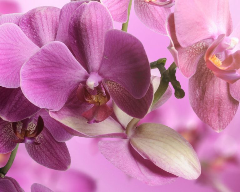 Obraz na zeď – orchidej Obraz na zeď – orchidej