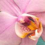 Obraz něžná orchidej Obraz něžná orchidej