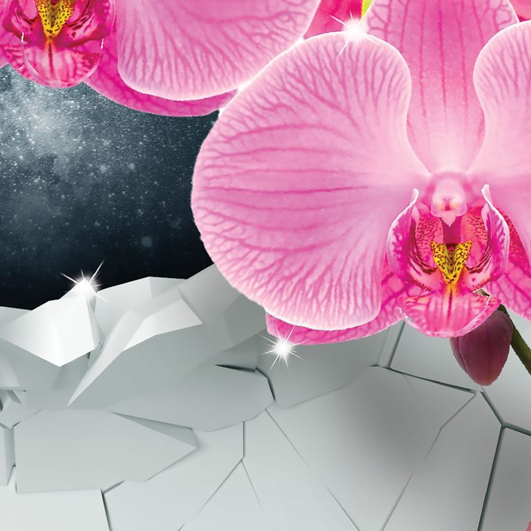 Obraz – orchidej Obraz – orchidej