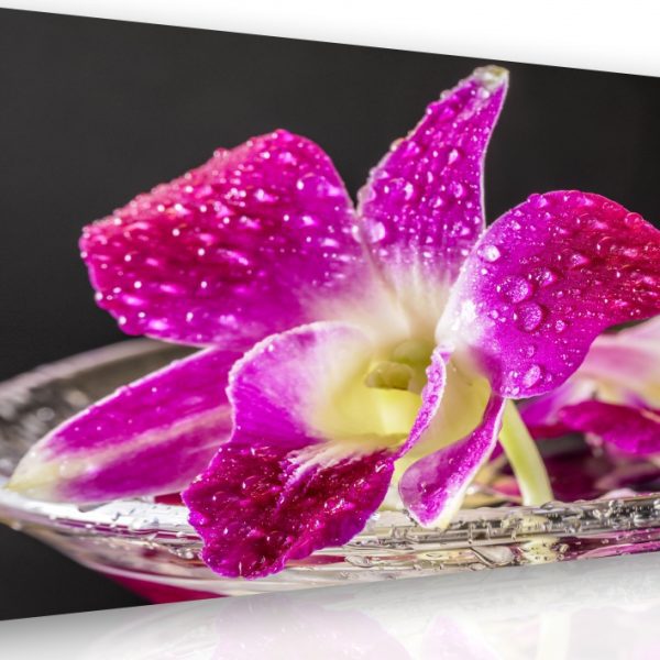 Obraz – orchidej fialová Obraz – orchidej fialová