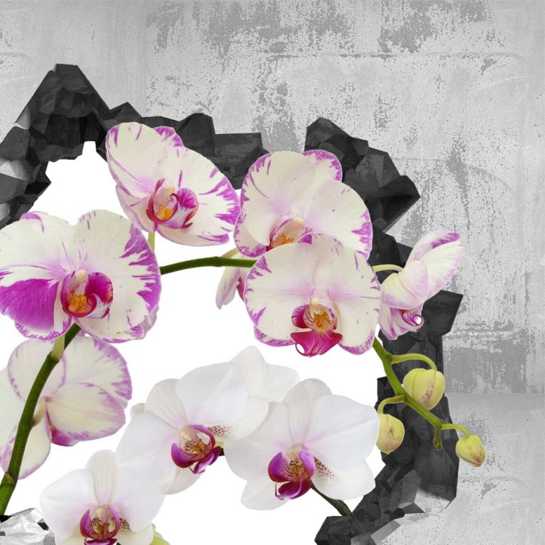 Obraz orchidej ve zdi II Obraz orchidej ve zdi II