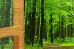Obraz paprsek v zeleném lese Obraz paprsek v zeleném lese