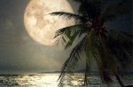 Obraz Pláž s palmou při měsíci Obraz Pláž s palmou při měsíci