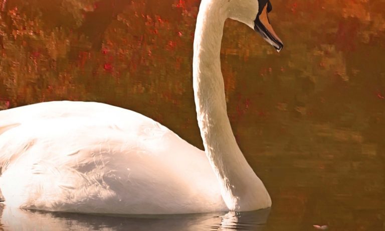 Obraz – Plující labuť Obraz – Plující labuť