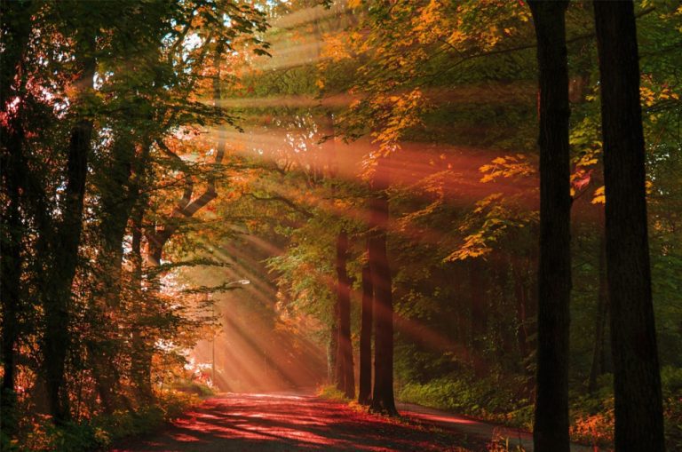 Obraz – Podzimní les Obraz – Podzimní les