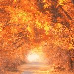 Obraz podzim v aleji Obraz podzim v aleji