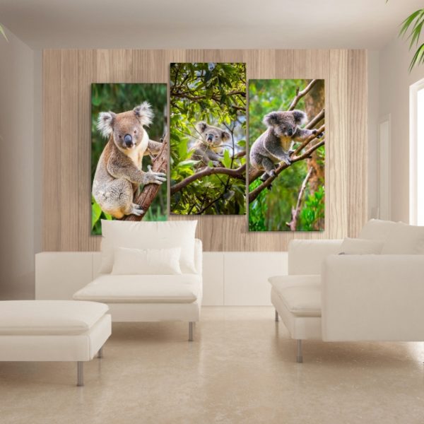 Obraz Pózující koaly Obraz Pózující koaly