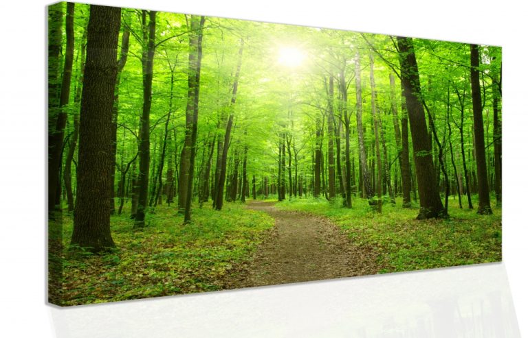 Obraz – procházka po lese Obraz – procházka po lese